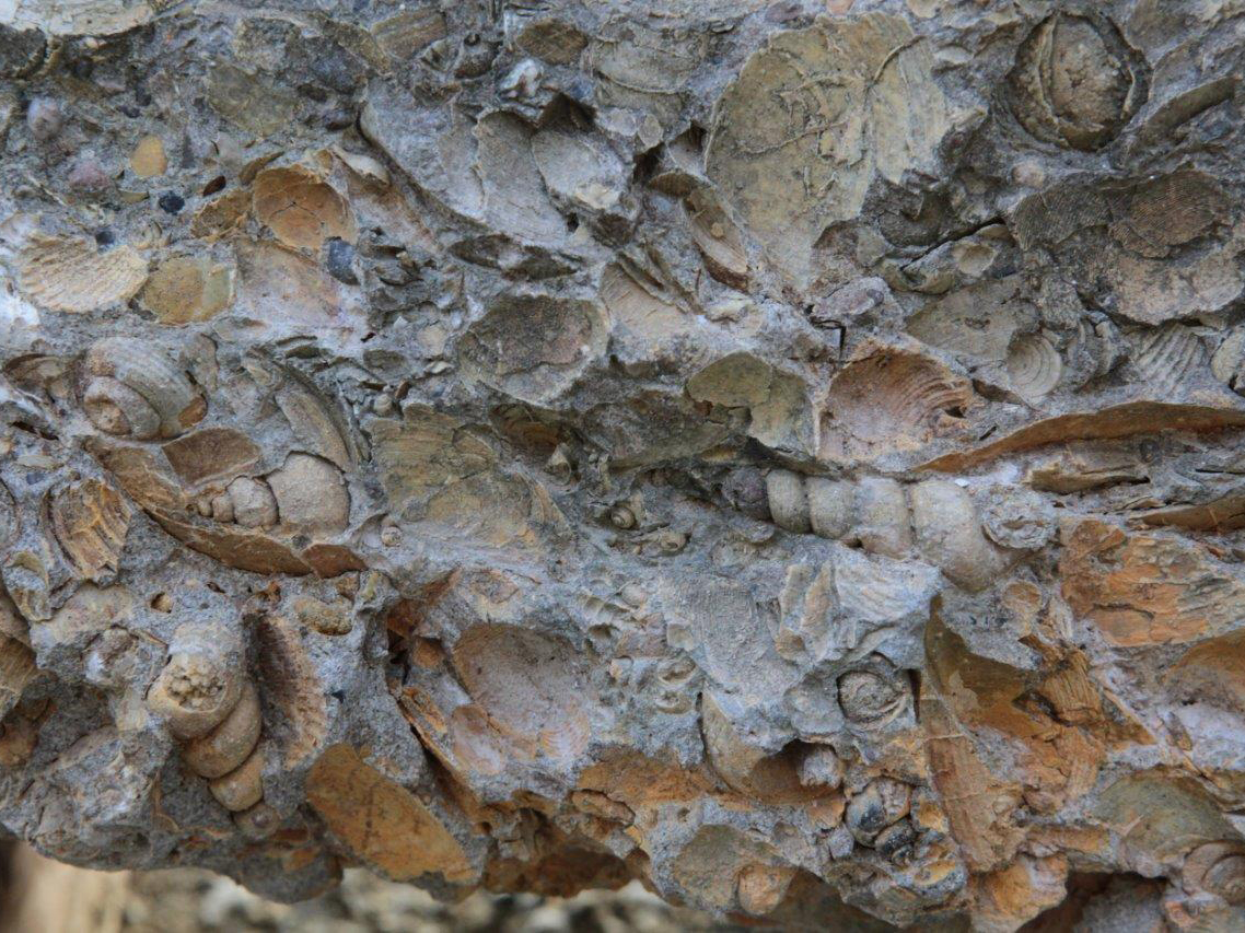 0万年前の海の地層と化石を保存 株式会社田中地質コンサルタント